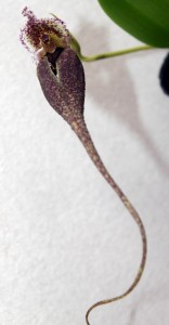 Bulbophyllum fascinator Var.corazonae
