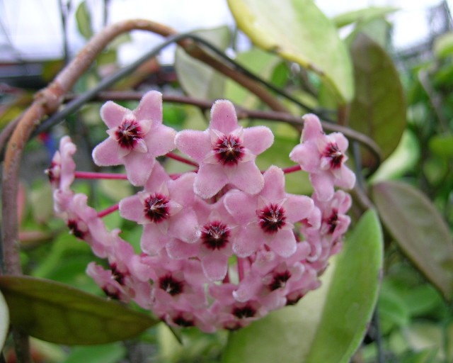 Hoya carnosa rosea | Ryanne Orchidée Information